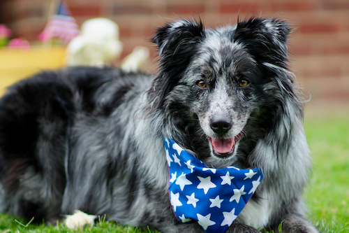 Patriotic dog
